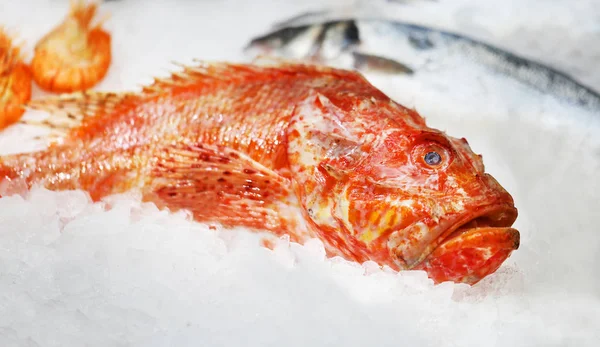 Marine red fish — Stock Photo, Image