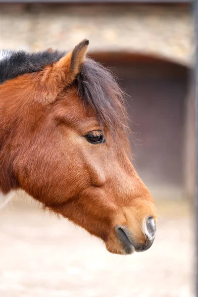 Portret piękny czerwony koń — Zdjęcie stockowe