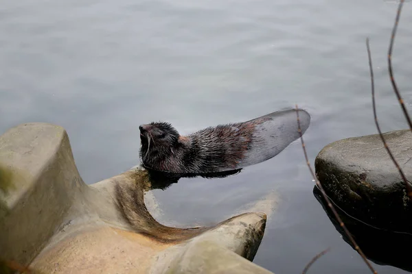 Bella foca nera — Foto Stock