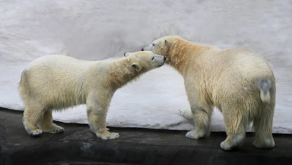 Hermosos osos blancos — Foto de Stock