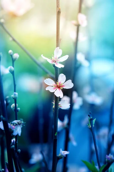 Vackra vita körsbär blommor — Stockfoto