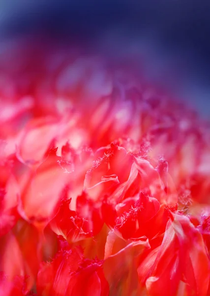 Beautiful red flowers tulips — Stock Photo, Image