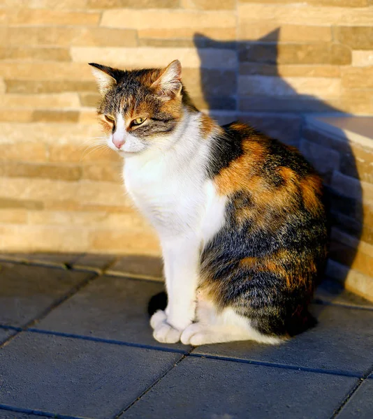 Piękny kot 3 Kolorowe — Zdjęcie stockowe