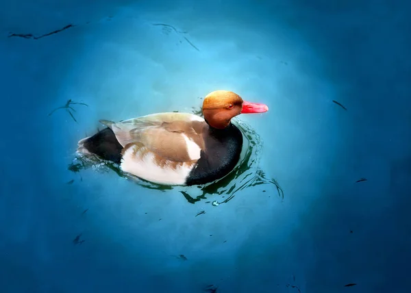 Foto de um belo pato — Fotografia de Stock