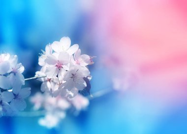 Bahar ağaçları çiçek açan