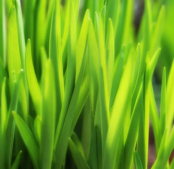 Hermosas hojas verdes — Foto de Stock