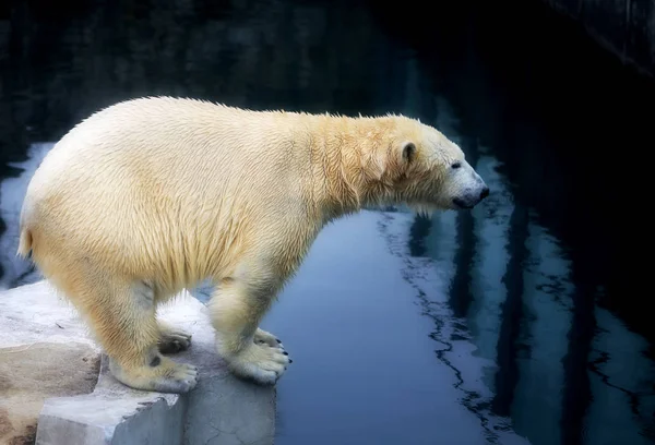 Красивые белые медведи — стоковое фото