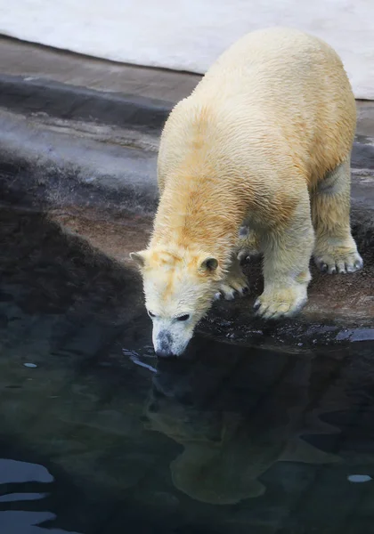 Hermosos osos blancos — Foto de Stock