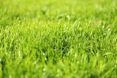 güzel yeşil çimen