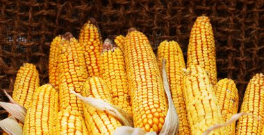 Mısır lezzetli kulaklar