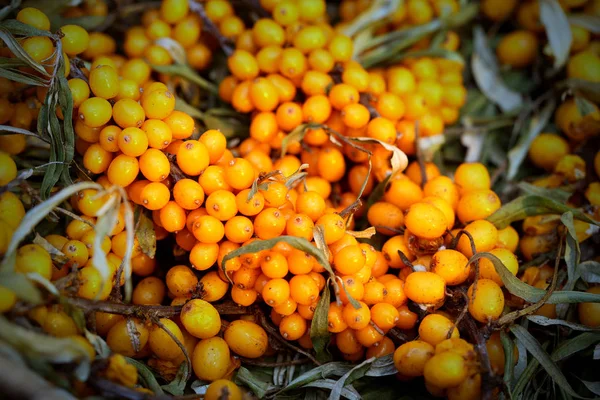 Anos amarelos de bagas do-mar-buckthorn — Fotografia de Stock