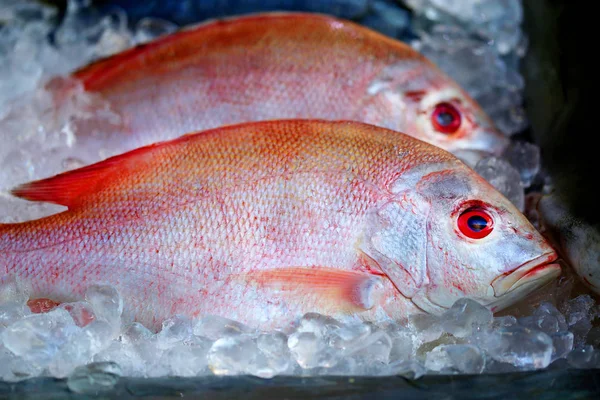 Photo of fish in ice — Stock Photo, Image