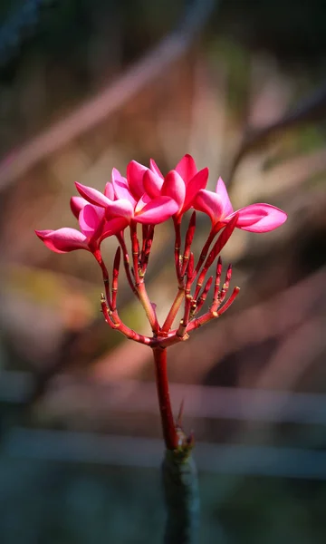 Foto macro hermosa frangipani — Foto de Stock