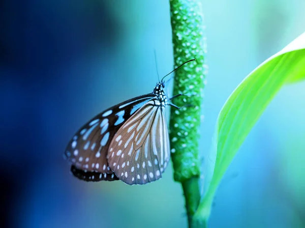 Big tropical butterfly — Stock Photo, Image