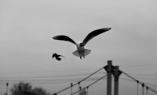 Aves voadoras gaivotas — Fotografia de Stock