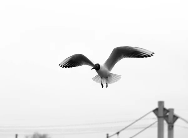 飞行的鸟海鸥 — 图库照片