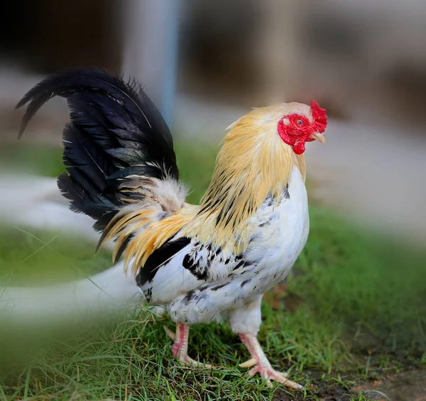 Beautiful colorful rooster — Stock Photo, Image