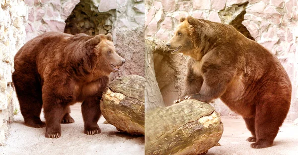 Grande orso bruno — Foto Stock