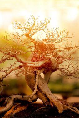 güzel bonsai ağacı