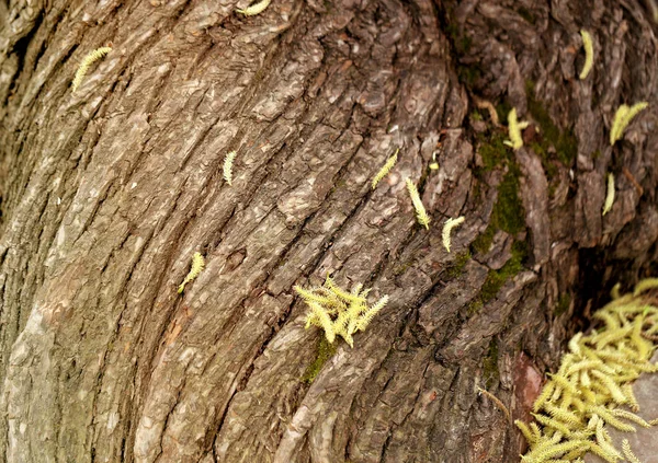 Photo texture of an old tree — Stock Photo, Image