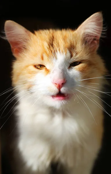 Фотопортрет котенка — стоковое фото