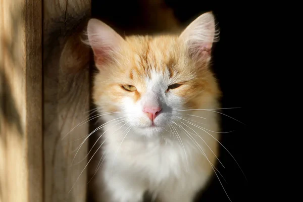 Foto portret kitten — Stockfoto