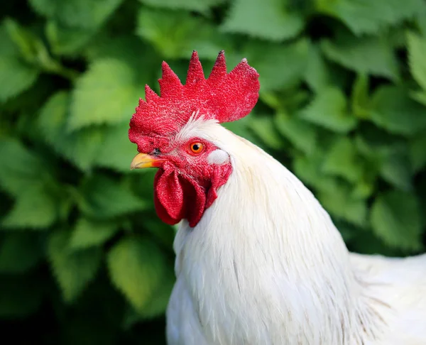 Photo of a beautiful rooster — Stock Photo, Image