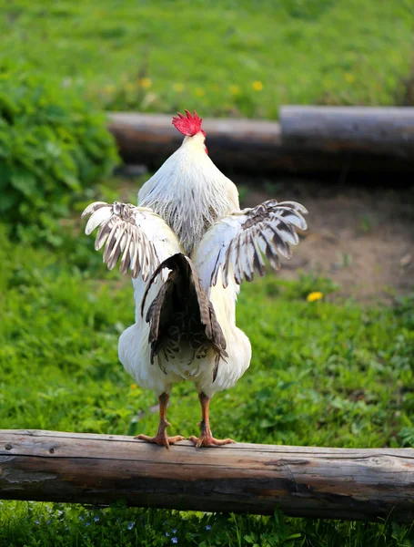 Photo of a beautiful rooster — Stock Photo, Image
