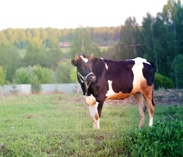 Gyönyörű tehén legelő — Stock Fotó