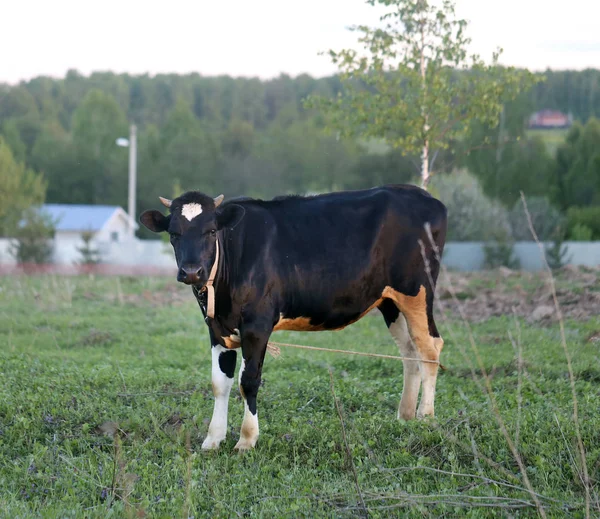 Gyönyörű tehén legelő — Stock Fotó