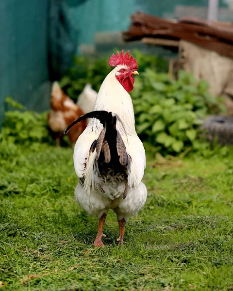 Photo of a beautiful rooster — Stock Photo, Image