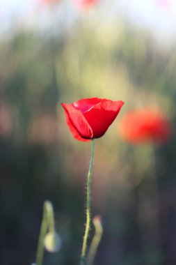 Kırmızı haşhaş büyüyen