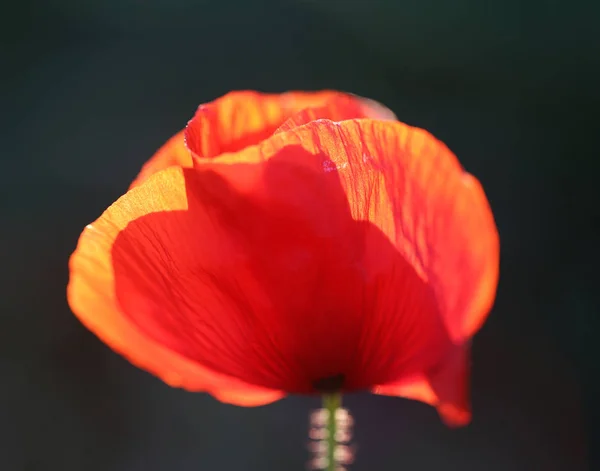 Червоні Маки з цвітом зростає — стокове фото