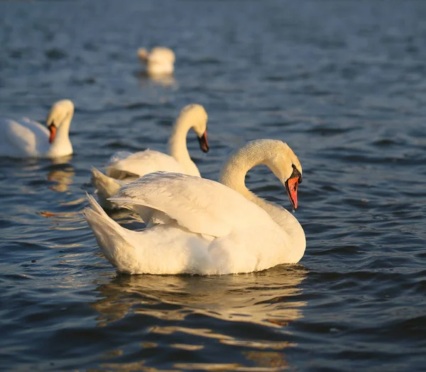 Zwanen zijn grote vogels — Stockfoto