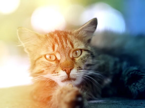 Όμορφα γκρίζα γάτα — Φωτογραφία Αρχείου