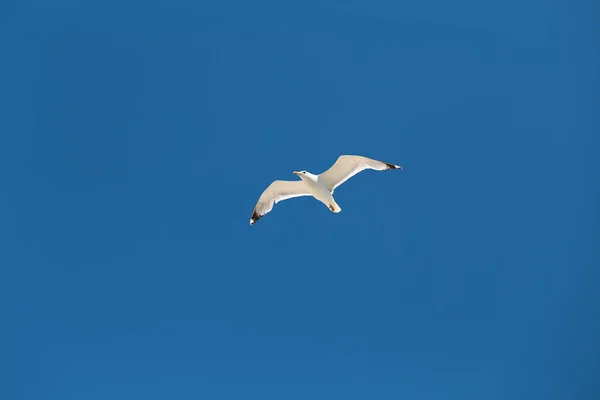 Hermosa gaviota blanca —  Fotos de Stock