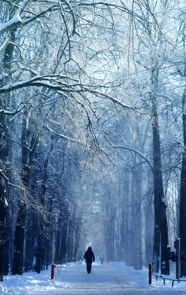 Schöner Winterwald Mit Schnee Und Frost Bedeckt — Stockfoto