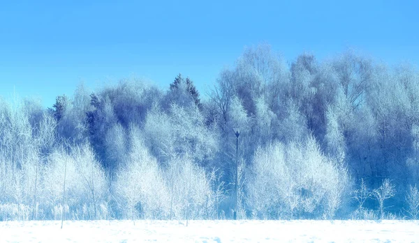 Beautiful Winter Forest Covered Snow Frost — Stock Photo, Image