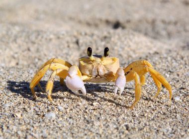 Güzel deniz Yengeç