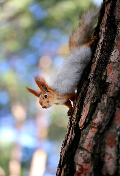 Hermosa ardilla en un árbol —  Fotos de Stock