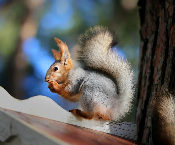 Beautiful squirrel on a tree — Stock Photo, Image