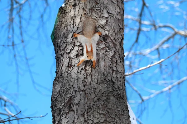 Bello scoiattolo su un albero — Foto Stock