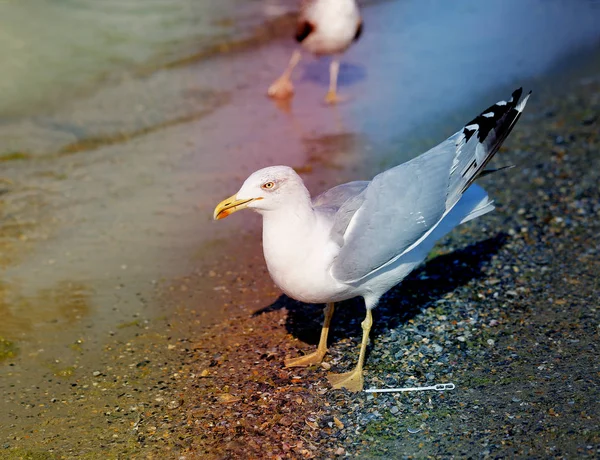 Bela gaivota junto ao mar — Fotografia de Stock