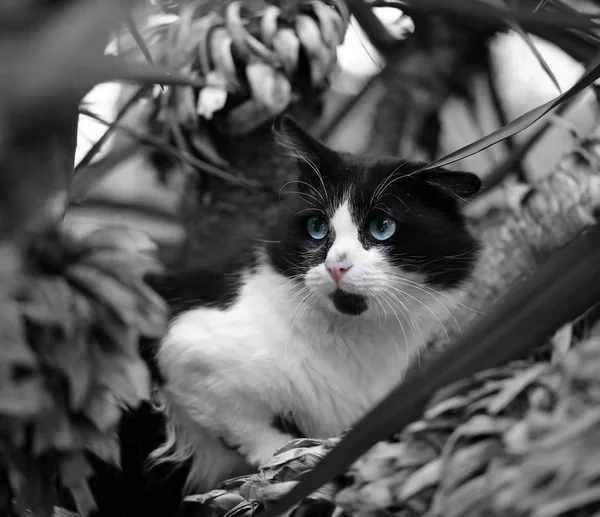 Beautiful black and white cat — Stock Photo, Image