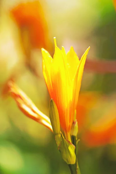 Mooie gele lelies gefotografeerd close up op onscherpe achtergrond — Stockfoto