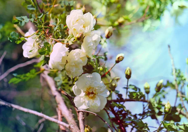 Schöne Wildblumen aus nächster Nähe vor einem schönen Hintergrund fotografiert — Stockfoto