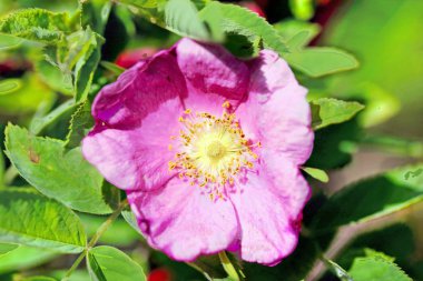 Güzel yaban çiçekleri güzel bir arka planda yakın yukarı fotoğraflandı