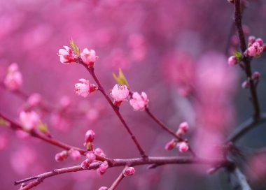 bulanık bir arkaplanda çok renkli bahar çiçekleri