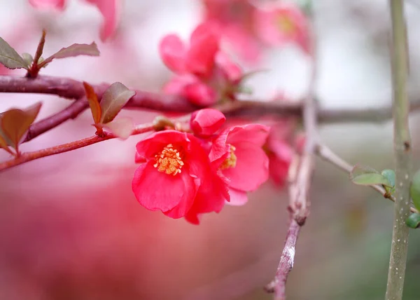 Primavera flores multicoloridas em um fundo embaçado — Fotografia de Stock