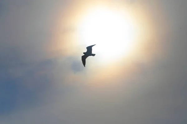 Mewy morskie robią zdjęcie z bliska na błękitnym morzu — Zdjęcie stockowe